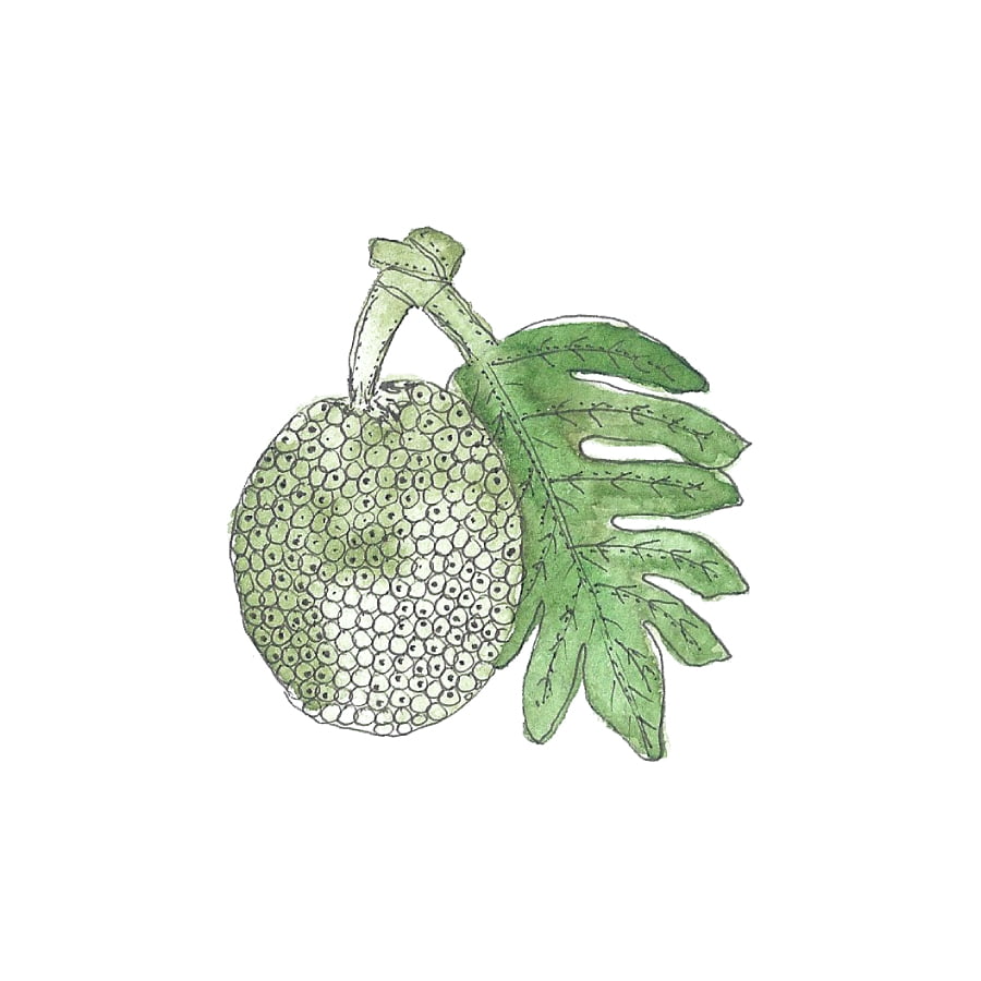 https://ivonnevandis.nl/wp-content/uploads/2018/11/BreadFruit-3.jpg