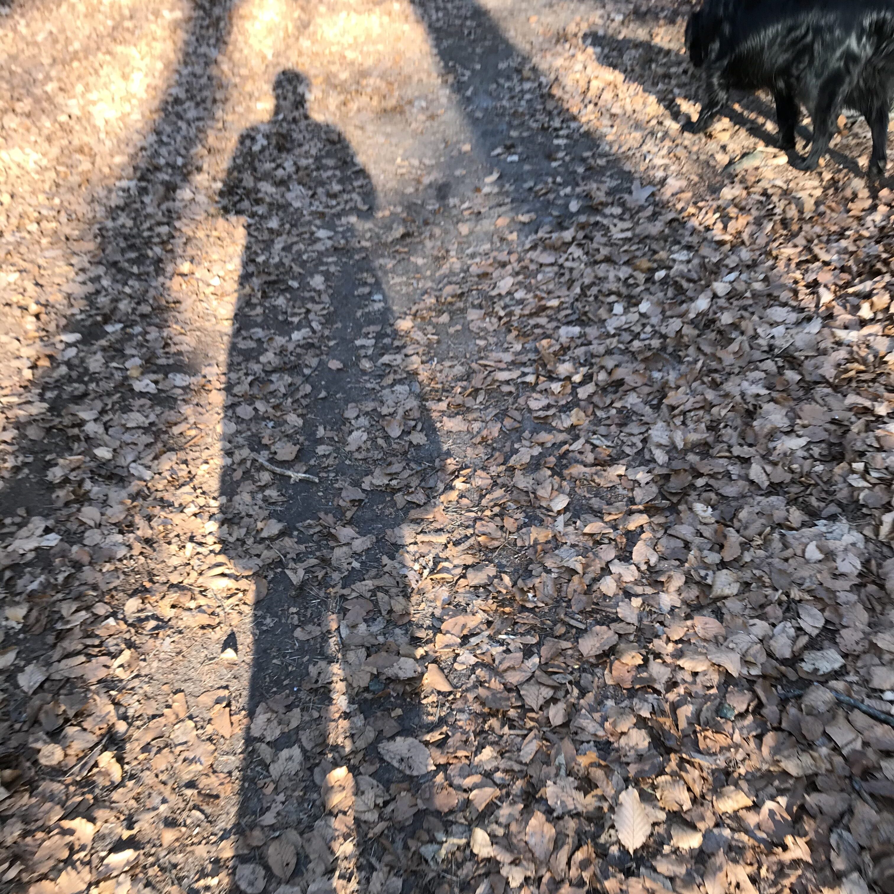 Schaduw schaduwwerk ivonne van dis Intuitieve Business Mentor